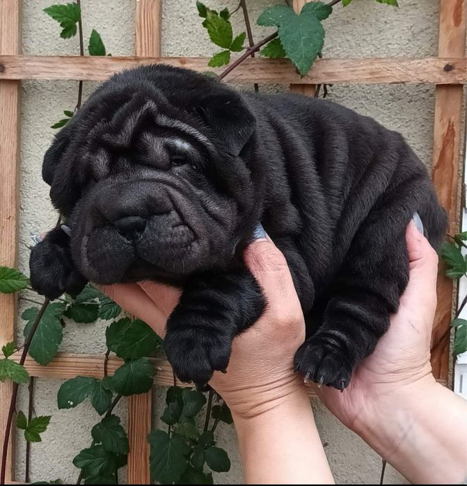 SharPei/ Shar Pei femea