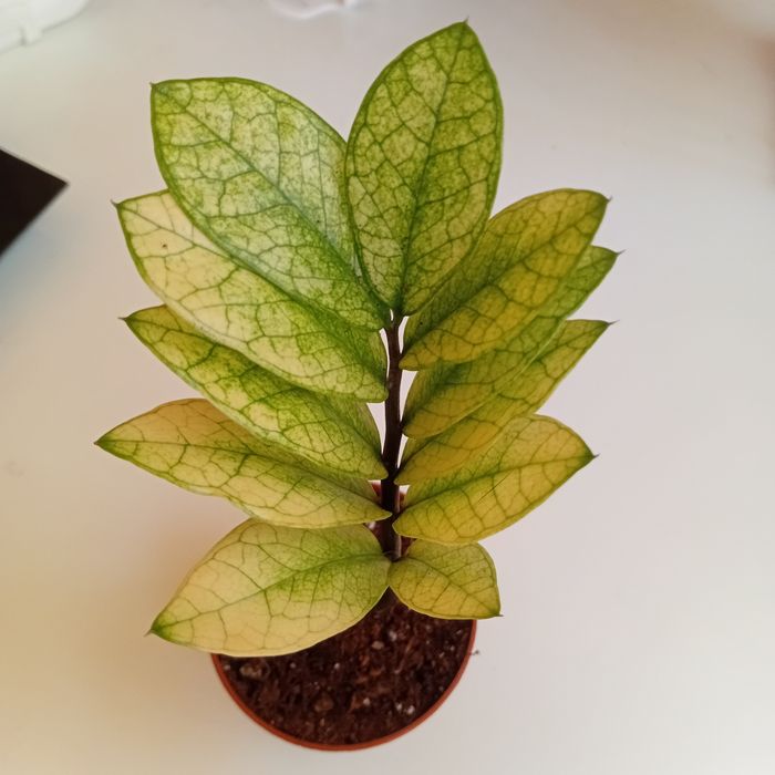 Заміакулькас Акебоно