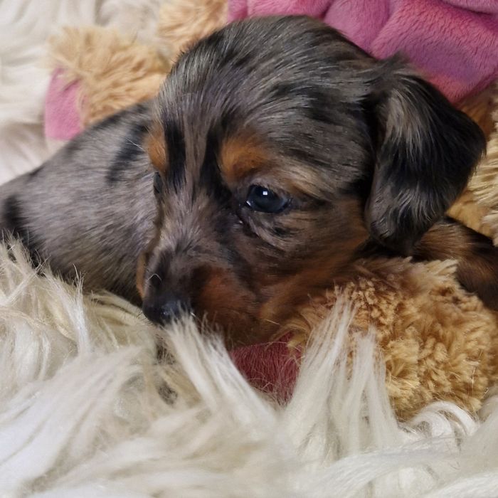 **HEIDY**jamnik miniaturowy sunia  blue merle krótkowłosa