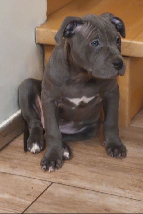 American staffordshire terrier Blue suczka