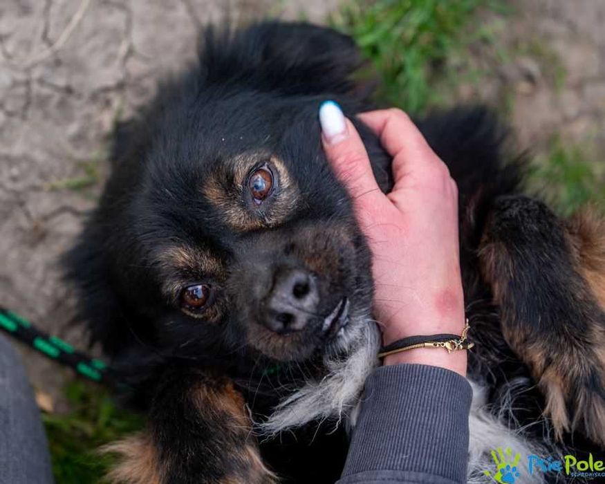 Psiak NERWUSEK szuka domku!