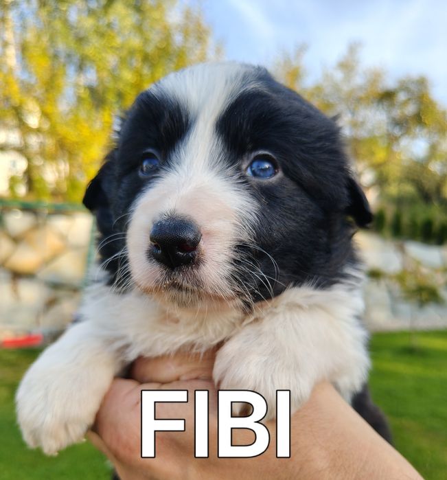 Border collie szczenię