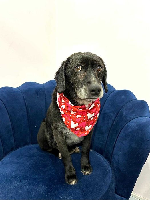 Cudowny Maksiu szuka domu