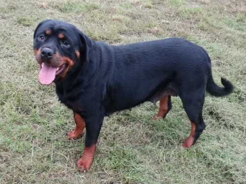 Rottweiler suczka