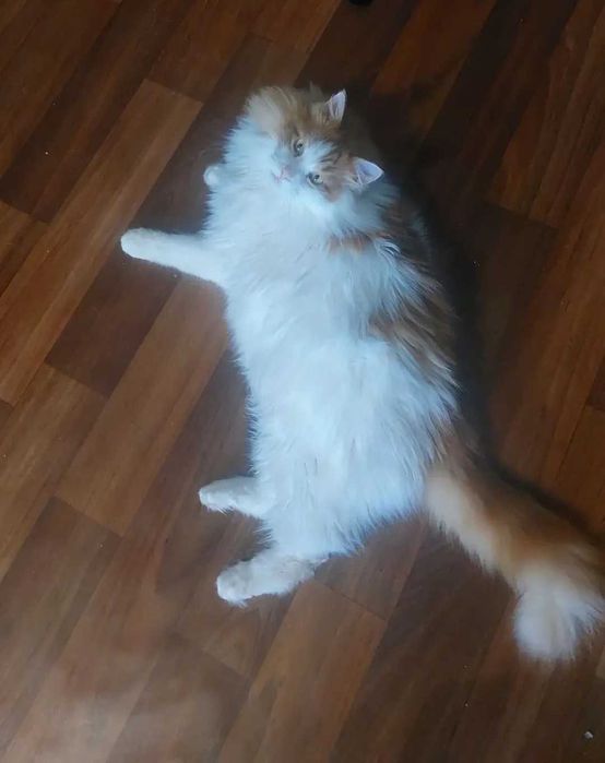 Отдам пушистого рыже-белого кота, кастрирован