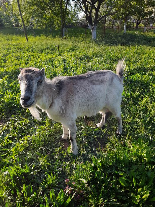 Продається коза породи Ламанча.
