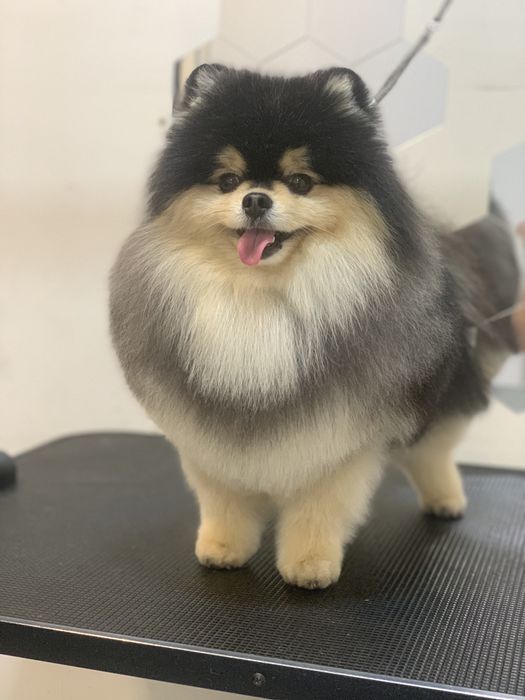 Стрижка  груминг собак и котов Кривой Рог