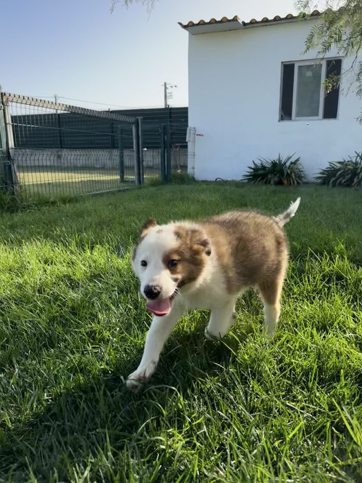 Border Collie Castanho Macho