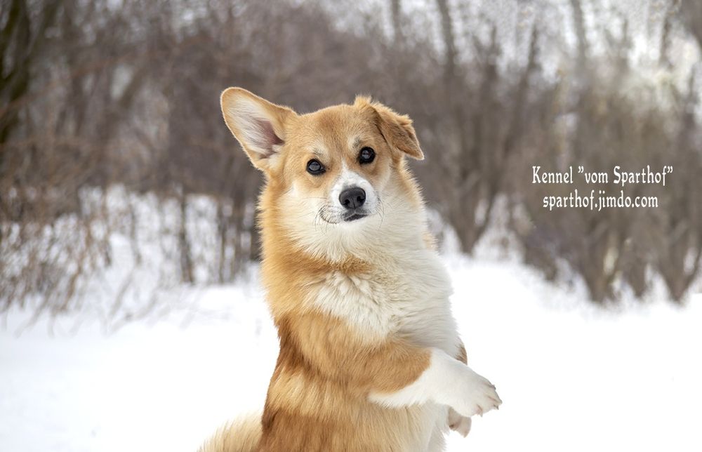 Запальні дівчатка коргі