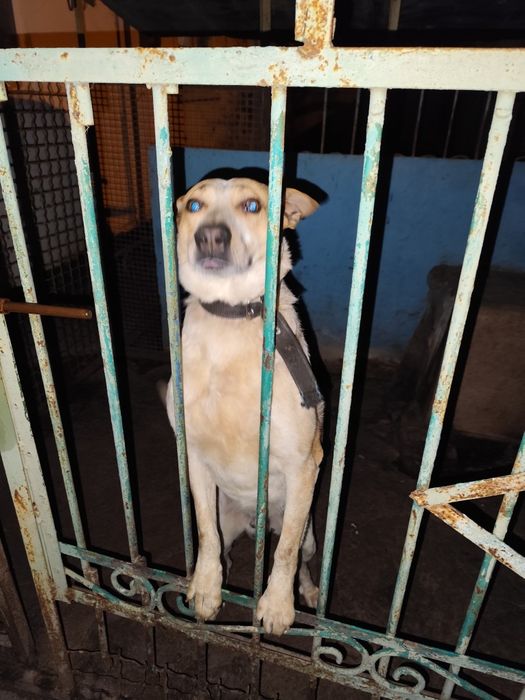 Отдам пса в добрые руки