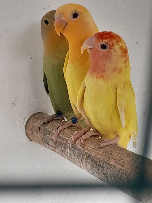 Rosicoles e  caturras