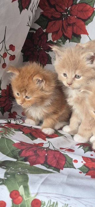 Kocięta Maine coon FPL