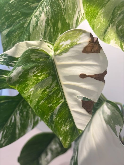 A1 - Monstera Variegata - cała roślina