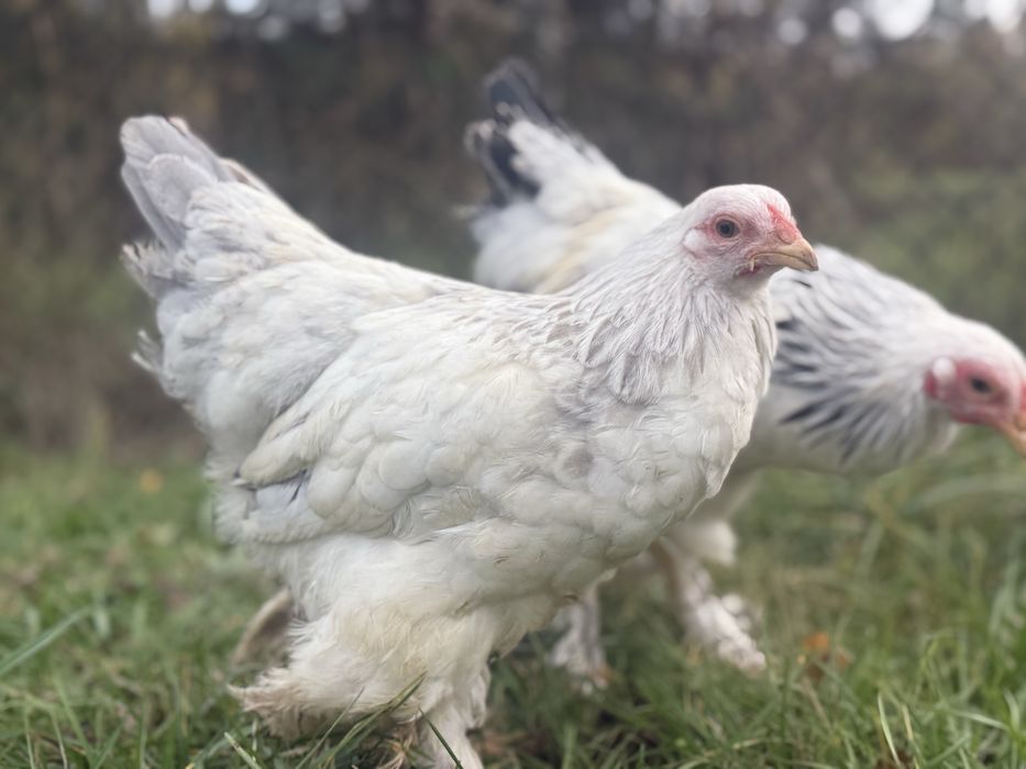 Brahma miniaturowa gronostajowa czarna niebieska