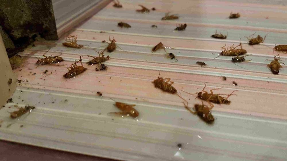 Уничтожение тараканов, клопов, блох. Дезинфекция Днепр.