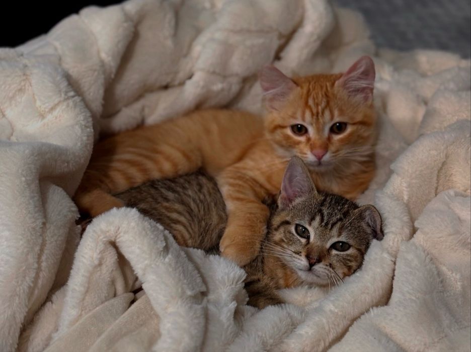 Dou gatinhos bebés