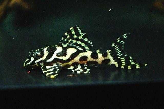 Hypancistrus varias linhas