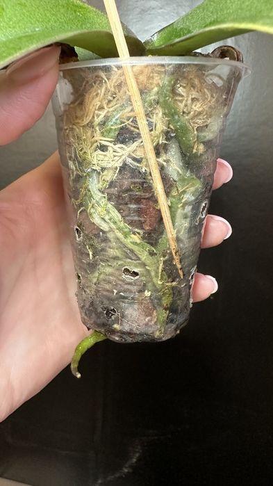 Орхідея домашня рослина.