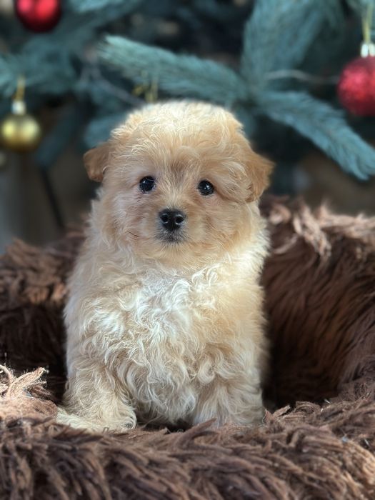 Міні Мальтіпу хлопчик