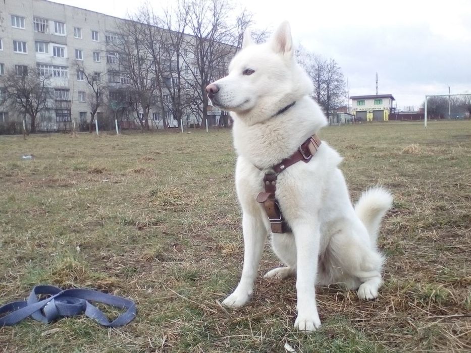 Хаскі Husky Хаски Злучка В'язка Кобель шукає пару