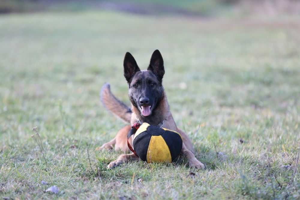 Малінуа -бельгійська вівчарка, цуценя,хлопчик,