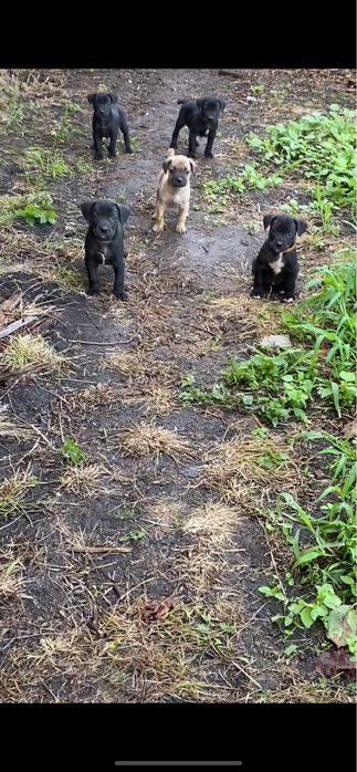 Продам щенків кане-корсо