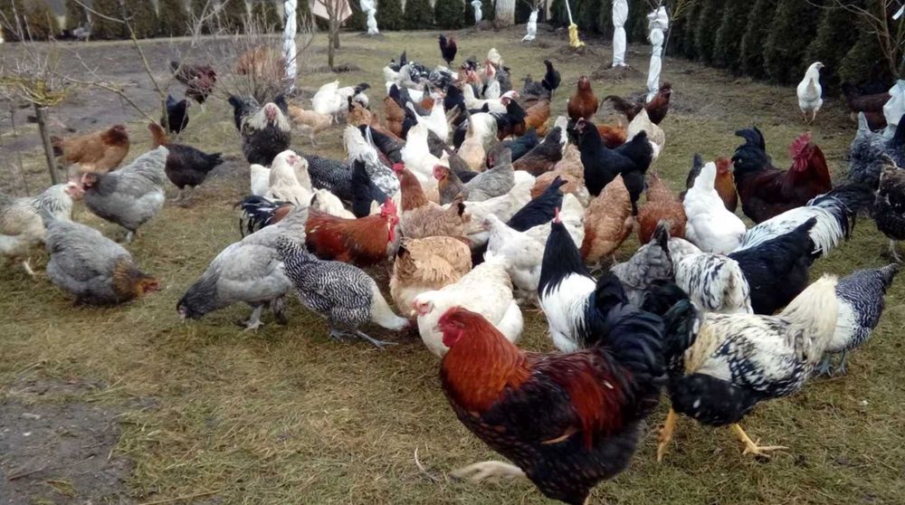 Lęgowe jaja, Mixy