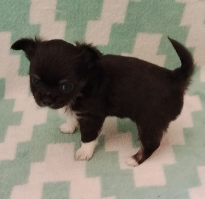 Chihuahua piesek