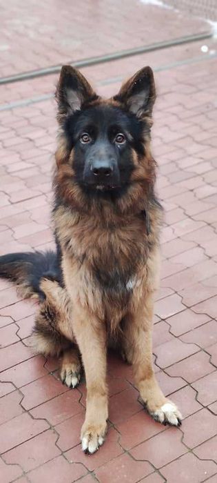 Key cudowny pies szuka cudownego człowieka