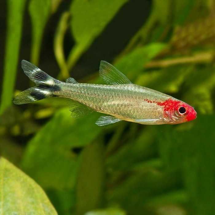 MISIEKZOO Kąsaczowate - Rodostomus / Zwinnik Blehera już od 3,50 zł