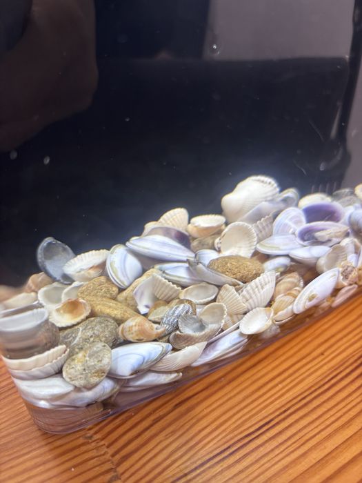 Морські мушлі для акваріумів. Ракушки в аквариум.