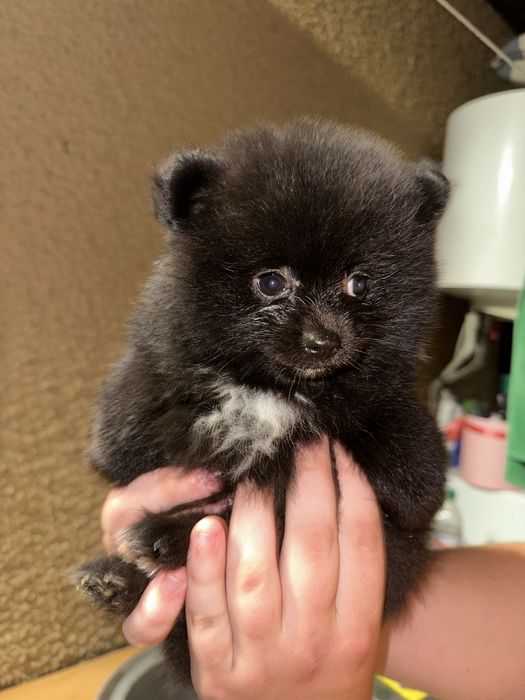 Чарівні малюки померанського шпіца, міні, готові до переїзду