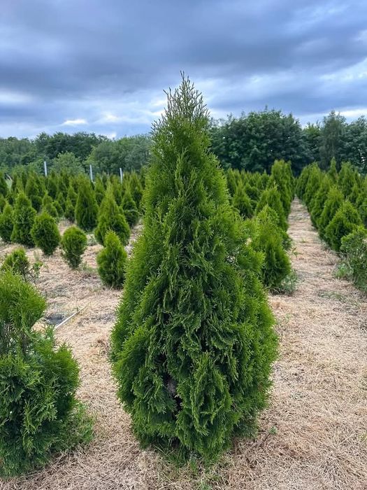 Thuja Tuja Szmaragd