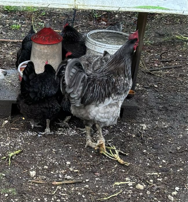 Australorp e Sussex ovos galados