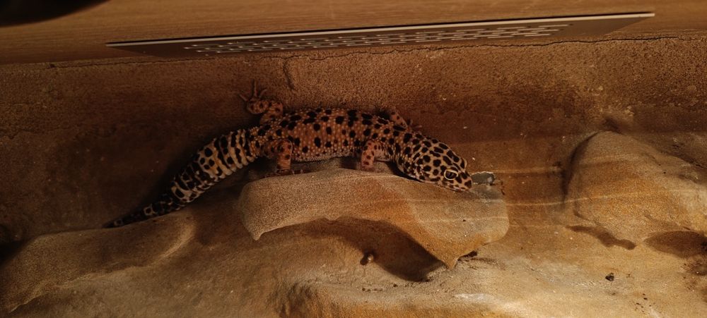 Gekon lamparci, duży piękny zdrowy samiec