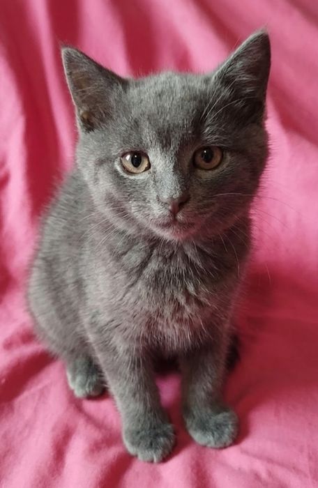 Котик безкоштовно