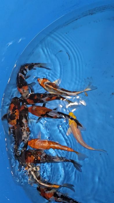 Carpas Koi - origem japonesa 17-20cm