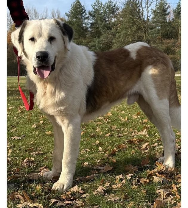 Piękny Bernardyn do adopcji