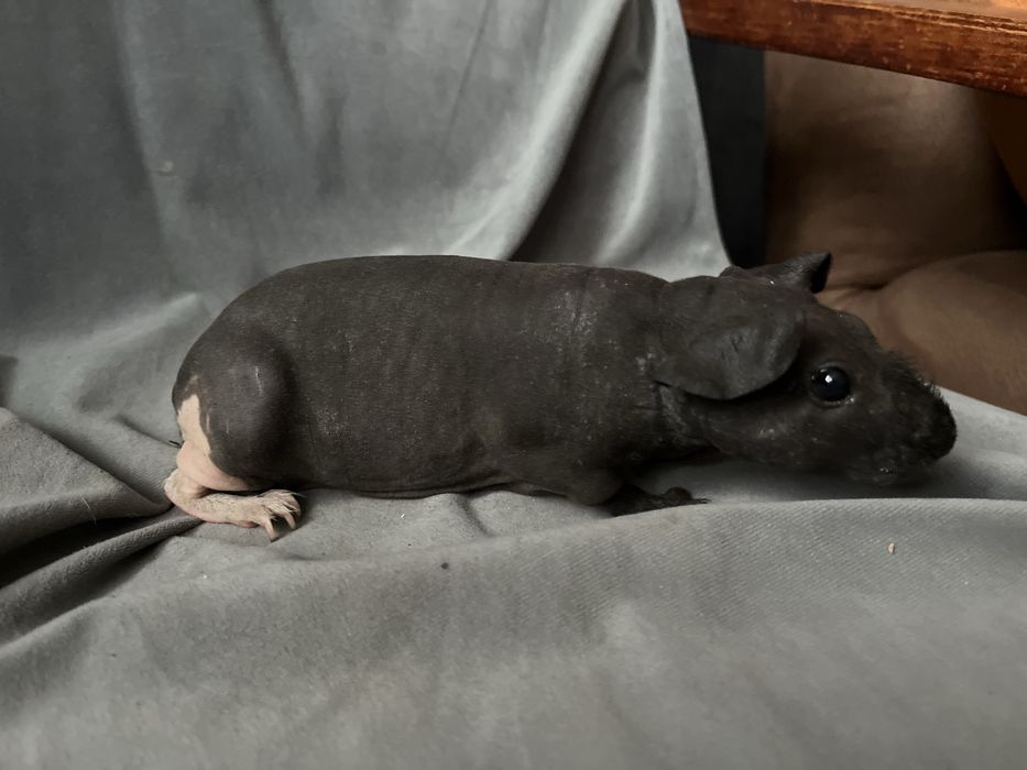 Świnki Skinny - dziewczynki, wysyłam