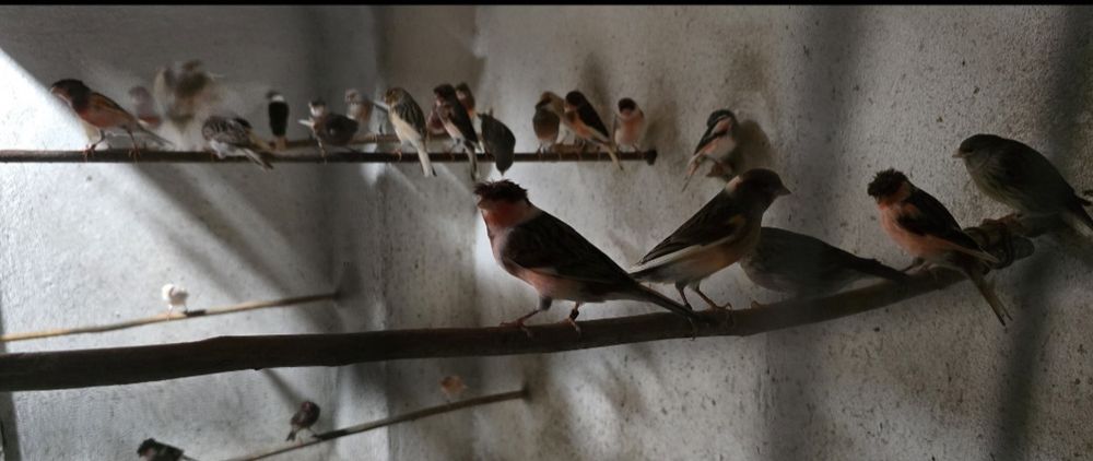 Vendo canários de raça