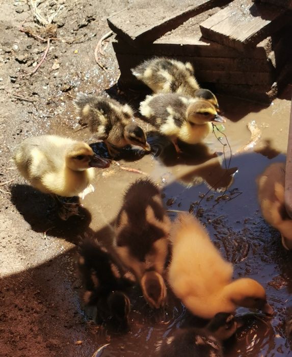 Patinhos mudos..