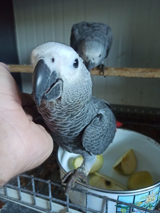 Papagaios cinzentos bebês
