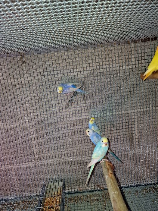 Agapornis e periquitos arco-íris