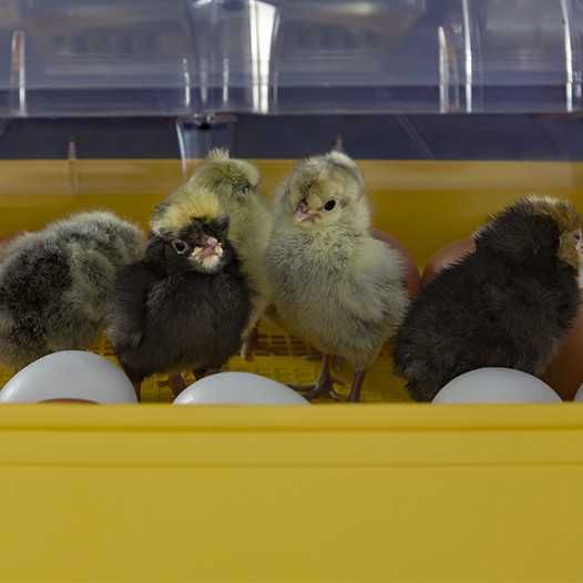 Incubadora Brinsea Ovation 28 ECO Digital - NOVO!