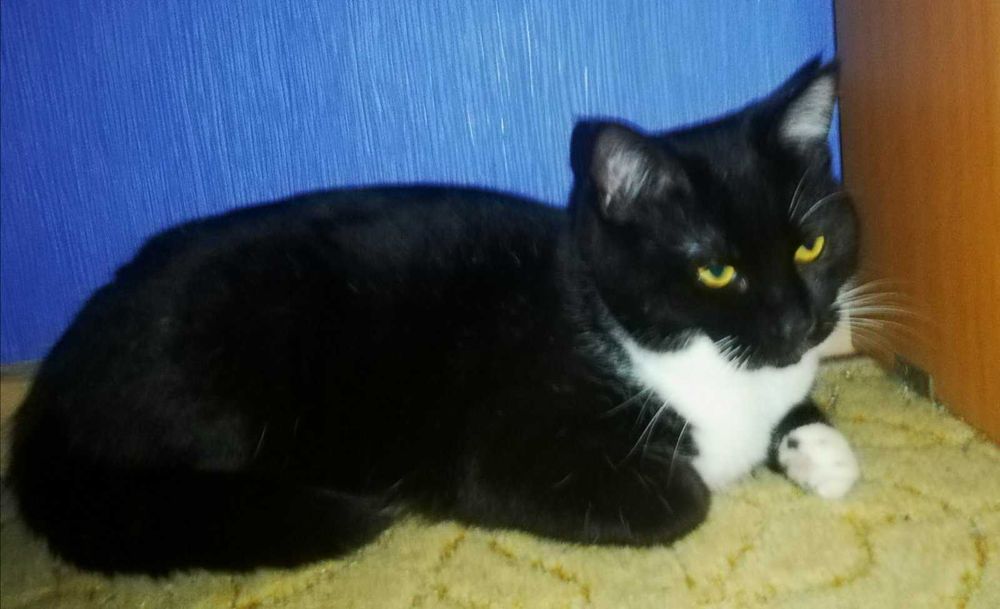 Котенок Феликс, возраст около 7 месяцев, ищет дом!