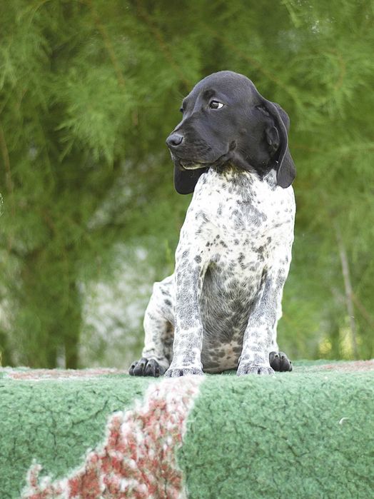 Wyżeł z Owernii - Braque d'Auvergne ZKwP(FCI)