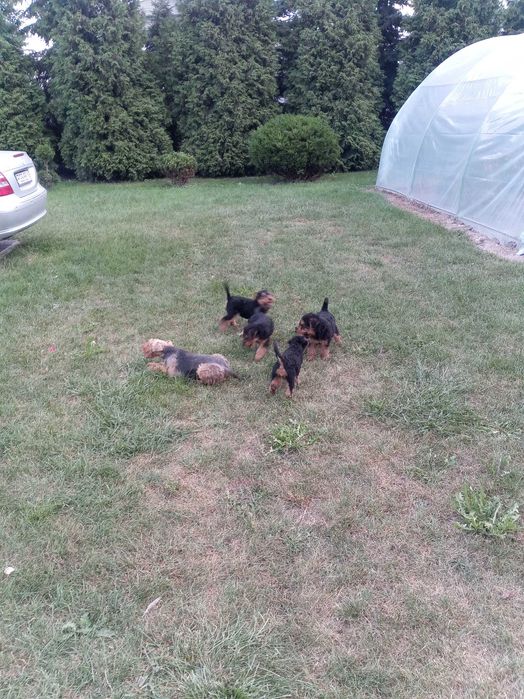 Terier Walijski szczeniak ZKwP FCI welsh terrier piesek