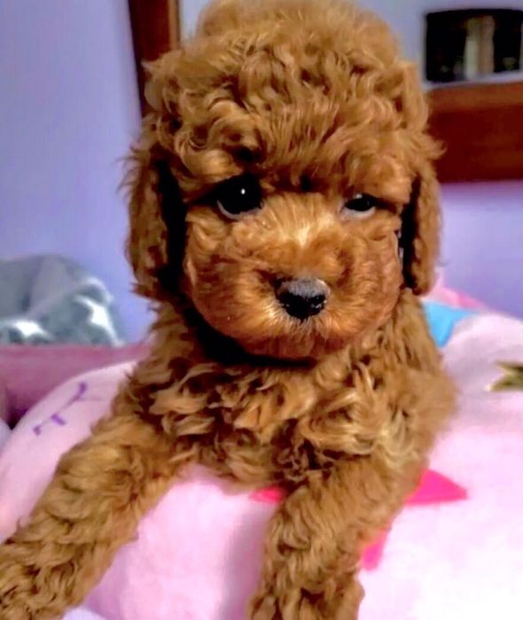 Малыши Мальтипу F1