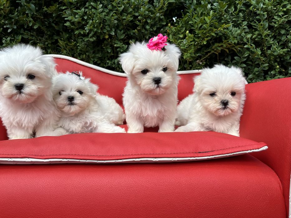 Maltańczyk z rodowodem