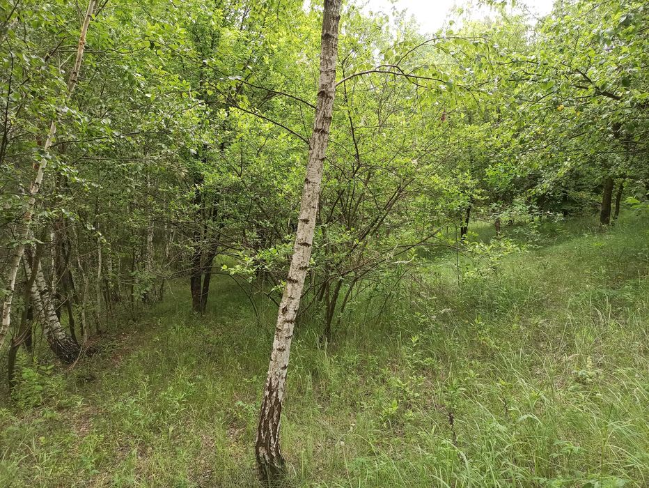 Ділянка в с.Гвоздів